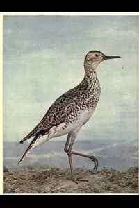 Birds Illustrated