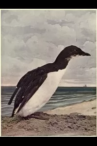 Birds Illustrated