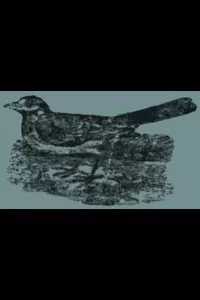 Child's Book of Water Birds
