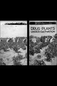 Drug Plants Under Cultivation
