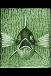 Einheimische Fische; Die SÃ¼ÃŸwasserfische unsrer Heimat