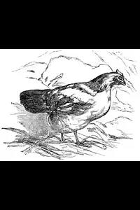 The Fox and the Geese; and The Wonderful History of Henny-Penny