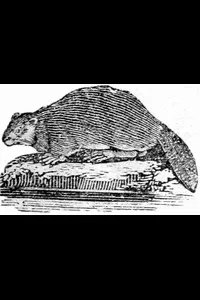 History of Beasts