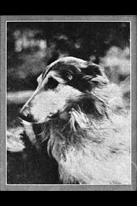 Lad: A Dog