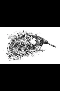 Robin's Rambles